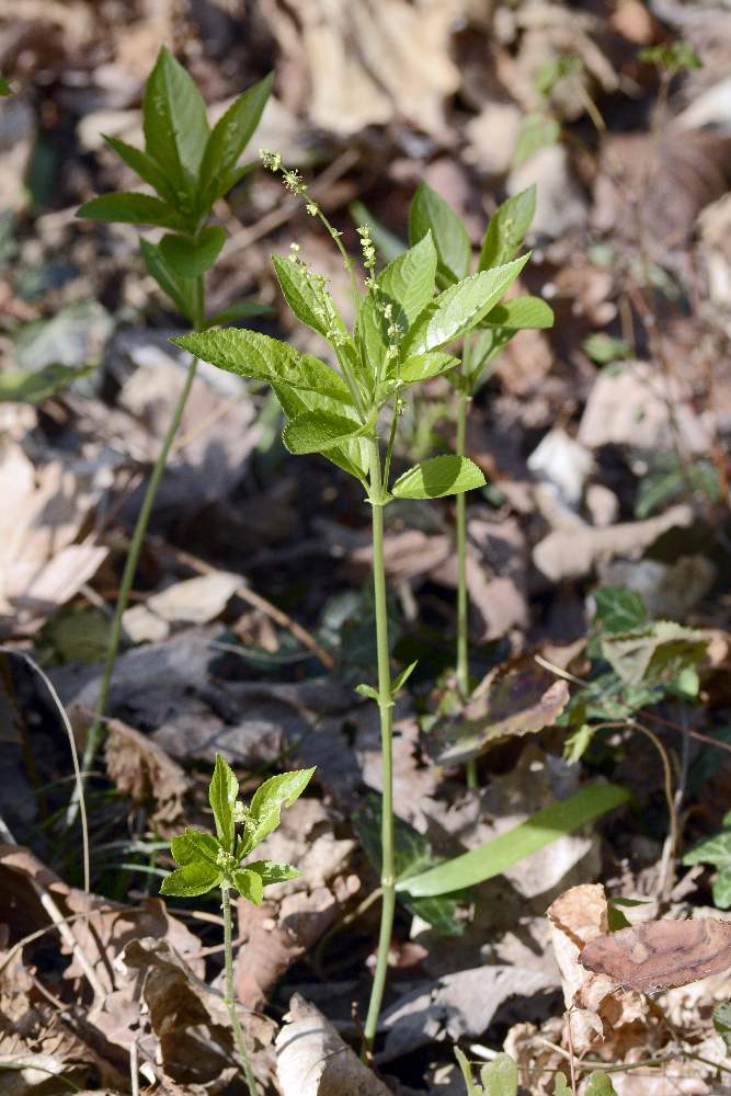 Mercurialis perennis / Mercorella bastarda